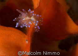 Nudibranch  exploring a branch of Ross coral ..... Isles ... by Malcolm Nimmo 